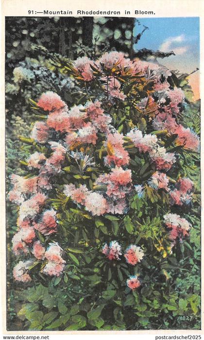 lot 22 mountain rhododdendron in bloom usa asheville