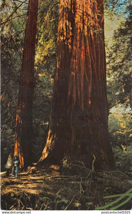 Lot114 usa california muir woods national monument mill valley