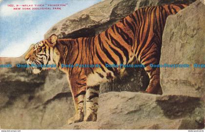 R651835 New York Zoological Park. Malay Tiger. Princeton. New York Zoological So