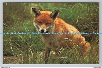 R781549 Fox Photo Precision St Ives Huntington Cambs Wildlife Series Colourmaste