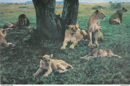 TANZANIA - Pride of Lion, Serengeti National Park