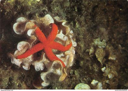 US4021 Malte Fonds Marins malta
