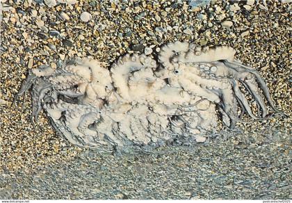 B22418 Samos Island Polypus Grecia