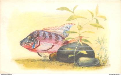 B27605 Poissons Fish  Russia