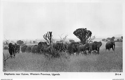 B84735 elephants near katwe western province  uganda