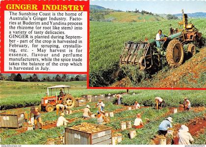 B90015 ginger industry sunshine coast farmer  australia