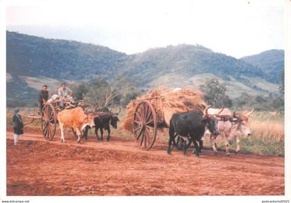 B9008 Paraguay Vaches Cows
