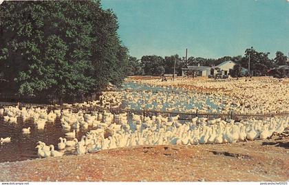 BR10887 Long Island Ducks animals animaux  usa