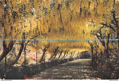D131368 Denbighshire The Laburnum Arch Bodnant J Arthur Dixon