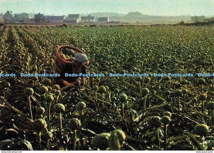 D140125 La Bretagne en Couleurs Zone Legumiere de Bretagne MX4911 Ramassage des