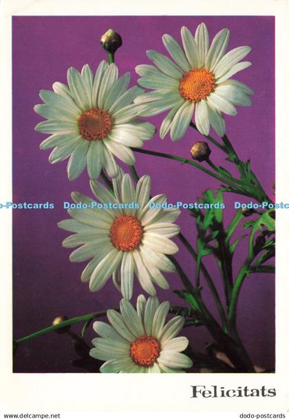 D197409 Felicitats Flowers Fotos Carretero