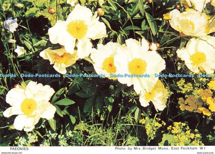 D202240 Paeonies Kent West Kent Federation Of Women Institutes Judges Mrs Bridge