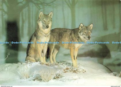 D207408 Ubersee Museum Bremen Schaugruppe mit Fruher Heimischen Wolfen Lothar Kl