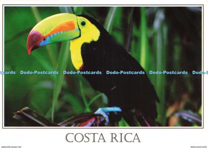 D208460 Costa Rica Tucan 2011