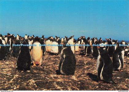 D218459 East Falkland Penguin Colony The Lagoon J Arthur Dixon