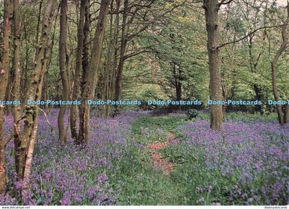 D250600 Arlington Bluebells The Arlington Bluebell Walk and Farm Trail Committee