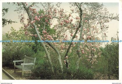 D251288 California Huntington Library Magnolia Trees in Bloom Roy and Helen Raym