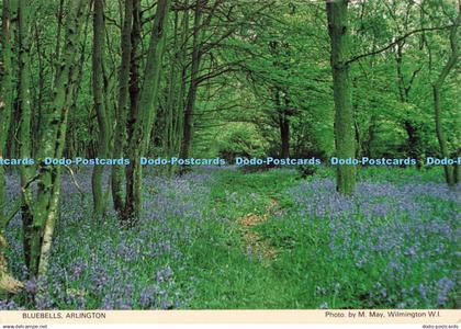 D263404 Arlington Bluebells The Arlington Bluebell Walk and Farm Trail Committee