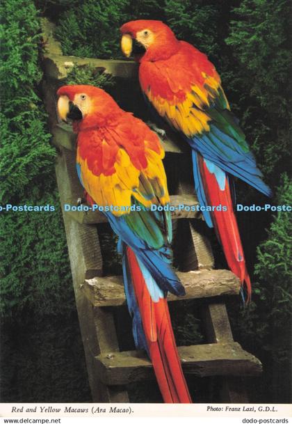 D284712 Red and Yellow Macaws Ara Macao Birdland Franz Lazi John Hinde Ltd