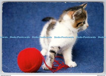 D308203 Kitten playing with yarn Corna Greetings N 541901 PM Ninove 2000 Postcar