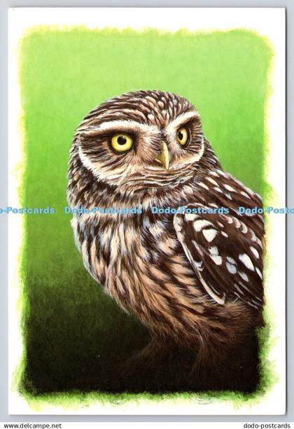 D321035 Little Owl. Athene noctua. Dr. Jeremy Paul. Bridson and Horrox. Isle of