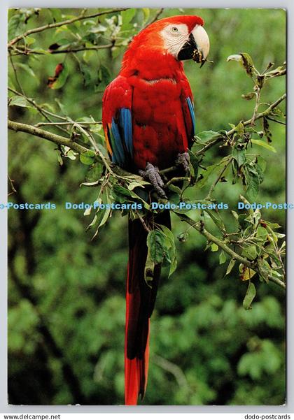 D321074 England. Cheshire. Chester Zoo. Scarlet macaw. Ara macao. J. Arthur Dixo