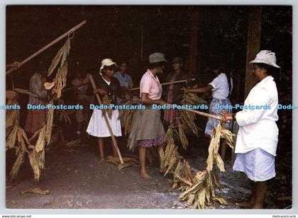 D325436 Esteli. Women tobacco workers. In aid of Esteli Water Project. Nicaragua