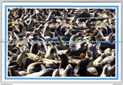L343576 San Francisco California California Sea Lions Kelly Huntington