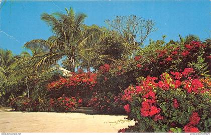 lot396 Nassau bahamas bougainvillea