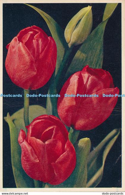 R025626 Darwin Tulip William Pitt Arthur Dixon