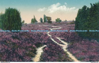 R030084 Luneburger Heide Im Totenfrund