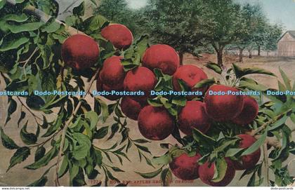 R034322 How Red Apples Grow in Oregon 1976