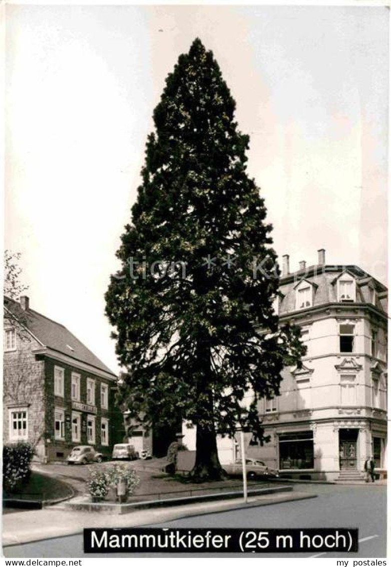 Wermelskirchen Mammutkiefer