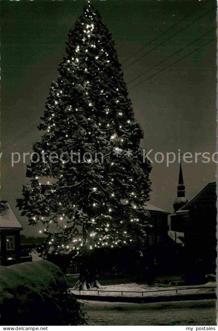 Wermelskirchen Mammutkiefer Weihnachtsbeleuchtung