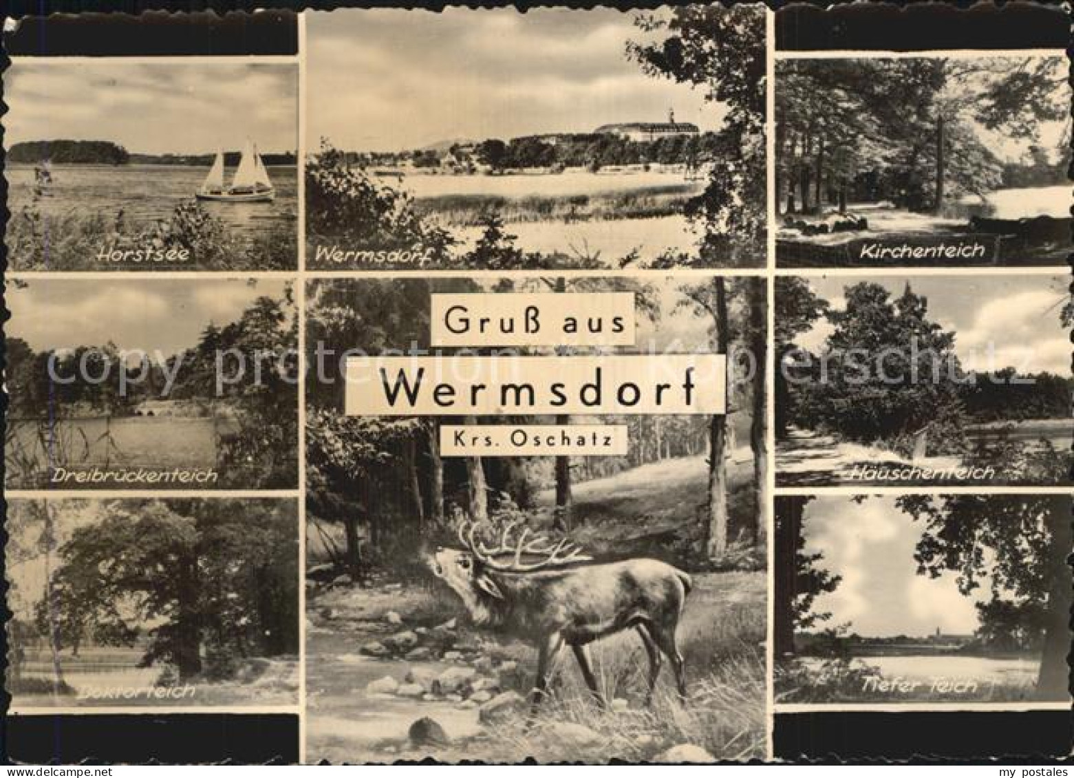 Wermsdorf Kirchenteich Horstsee Haeuschenteich Wild