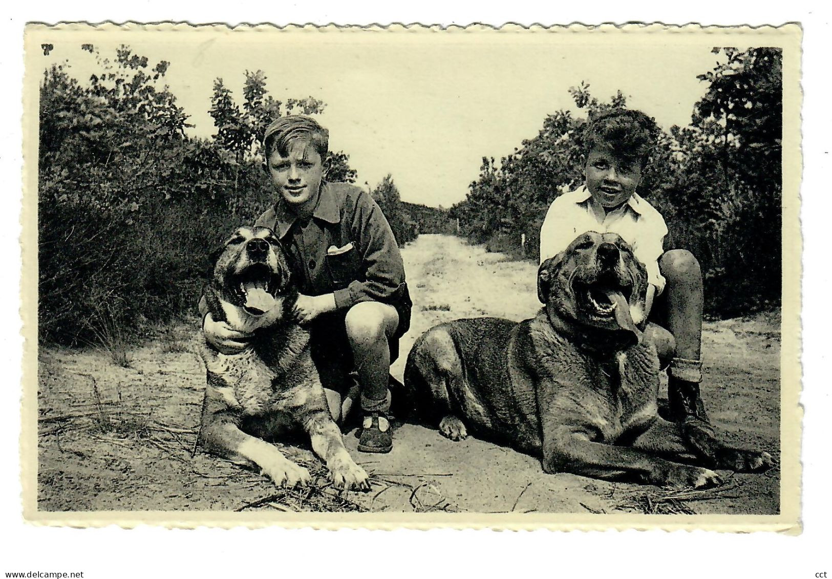 Wesemael  Wezemaal  Rotselaar   Le dernier couple des Matins Géants Belges  CHIEN