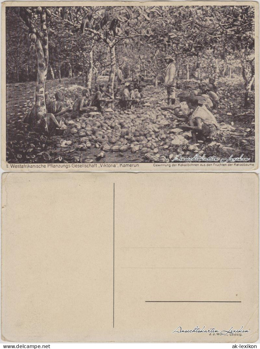 Westafrikanische Pflanzungs-Gesellschaft Viktoria, Kamerun Kakaobohnen 1929