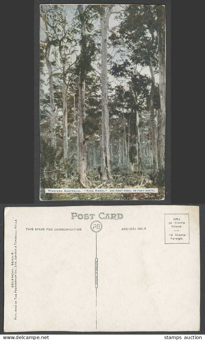 Western Australia Old Postcard King Karri, 242 feet High, 40 Feet Girth Trees WA