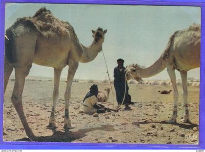 Carte postale Sahara Occidental El Aaiun  le marché aux chameaux   très beau plan