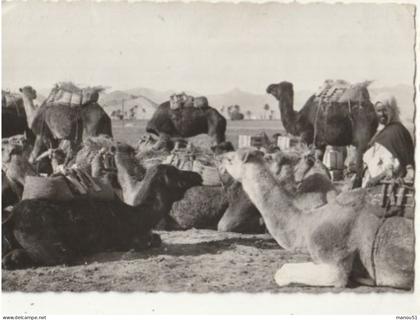Collection Saharienne - CPSM : Chameaux baraqués en bivouac