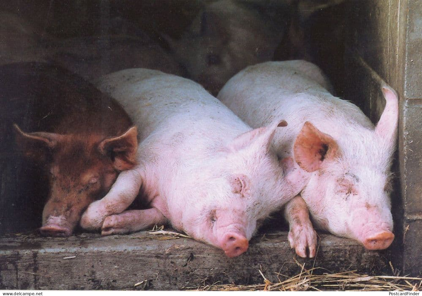 White & Tamworth Piglets Highlands Farm Woodchurch Farm Kent Postcard