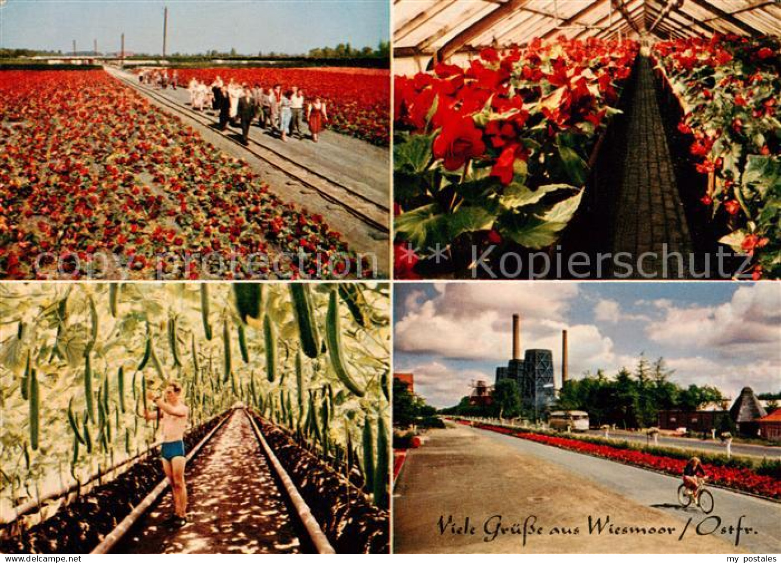 Wiesmoor Gaertnerei Teilansichten