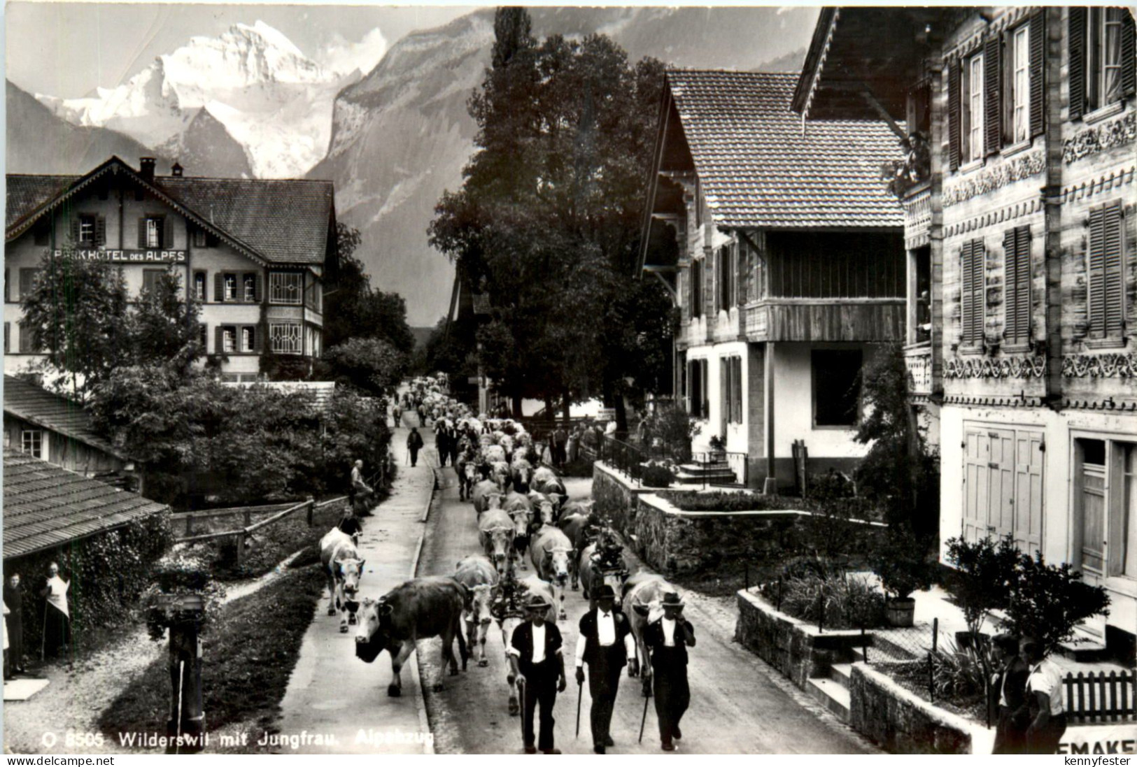 Wilderswil - Alpabzug