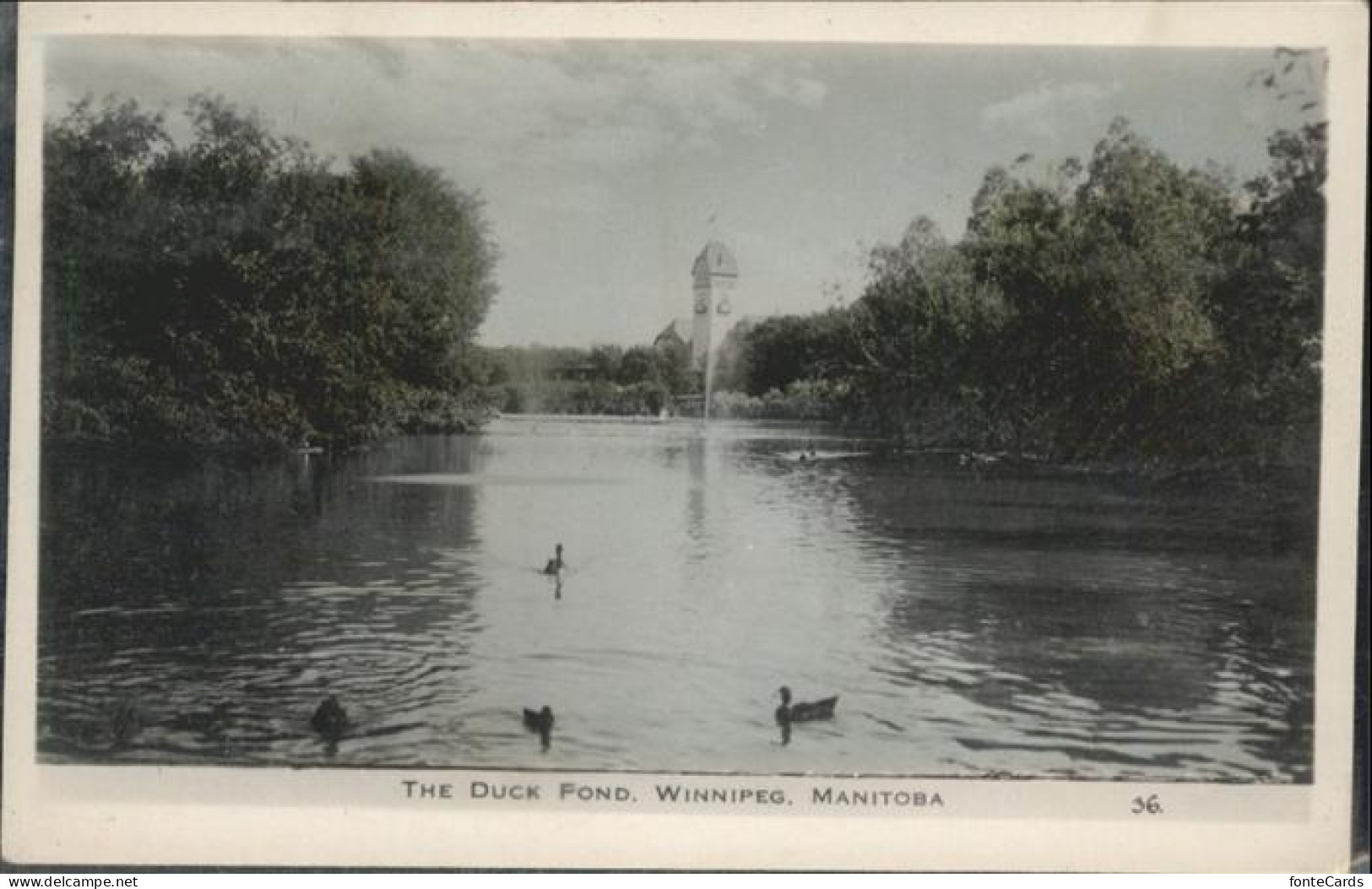 Winnipeg Duck Fond Manitoba