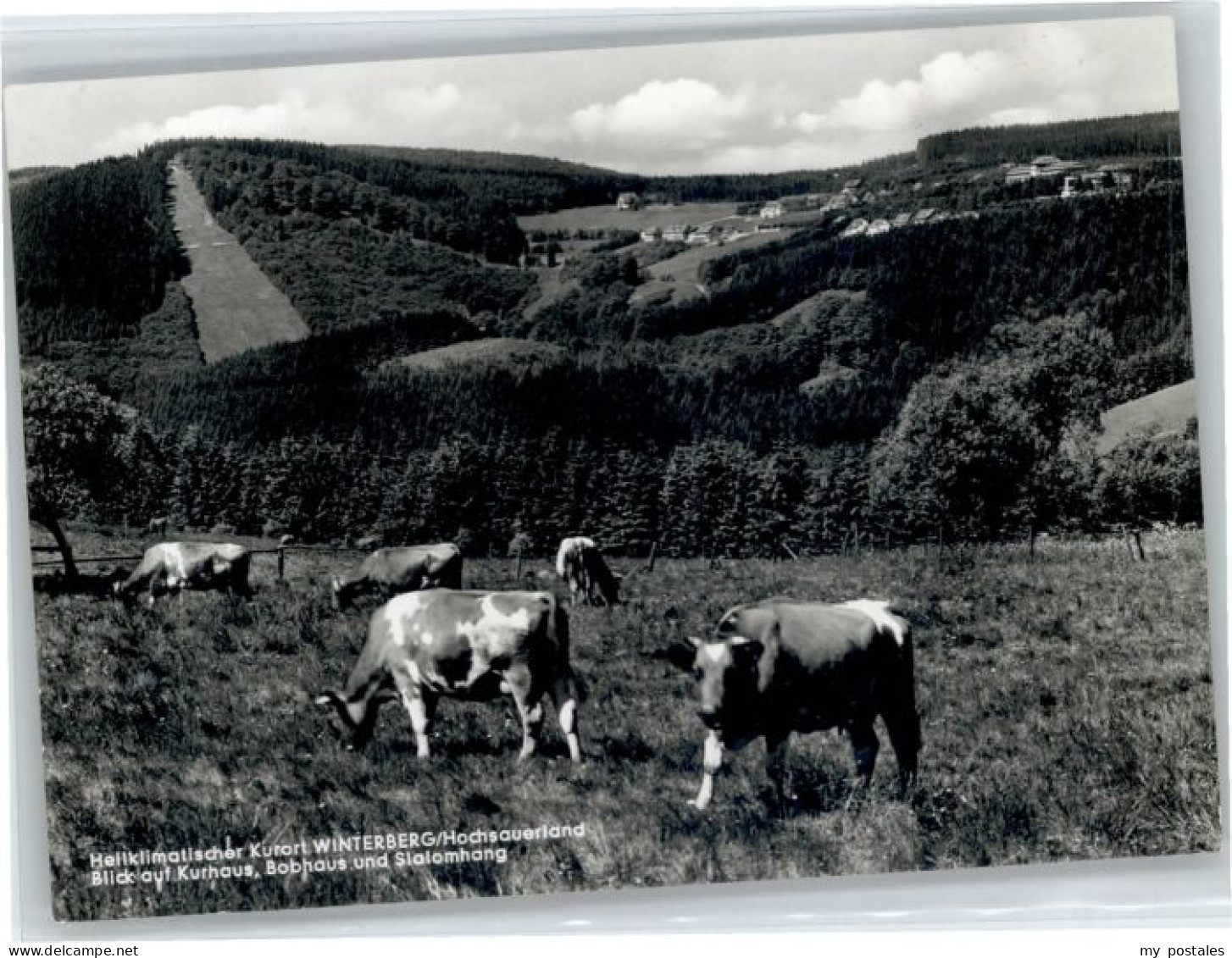Winterberg Hochsauerland Winterberg Westfalen Kuehe