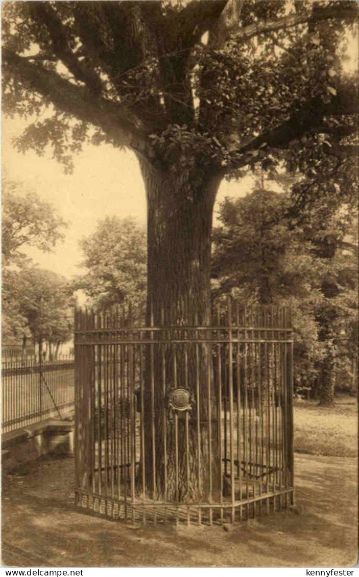 Wittenberg, Luthereiche