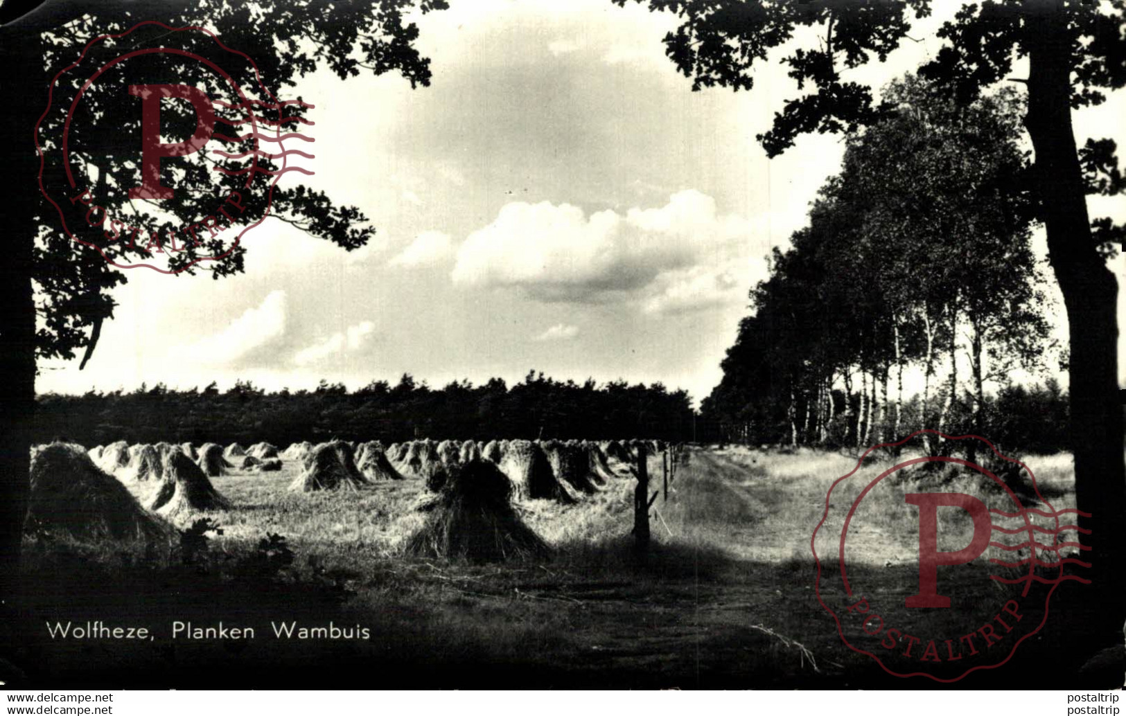 Wolfheze Planken Wambuis Renkum Gelderland landbouw HOLLAND HOLANDA NETHERLANDS