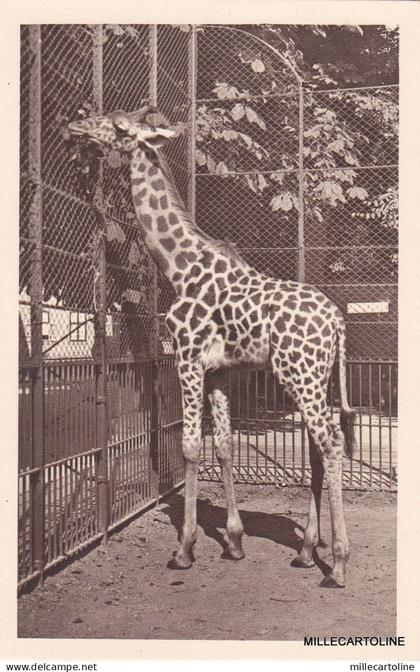 AUSTRIA - Wien - Schonbrunn - Tiergarten - Tschad Giraffe