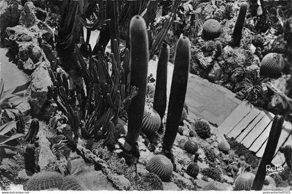 BR50546 Monte carlo le jardin exotique   Monaco