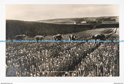 C030209 Scilly Flower Farm PM St Mary Isles of Scilly 1946